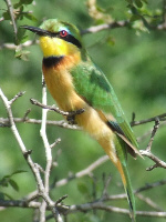 Little Bee-eater Little Bee-eater